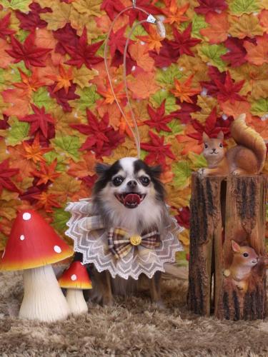 20241108ひめちゃん